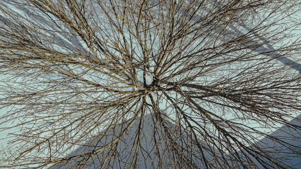 正上方一棵冬天的树图片下载