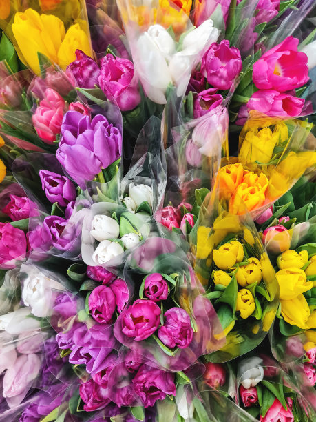 许多不同颜色的郁金香花束图片下载