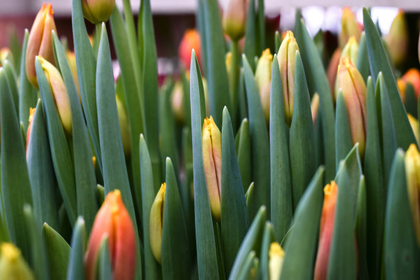 盛开的鲜艳的郁金香。创造性的自然背景。春天的概念,园艺。妇女节和母亲节。图片下载