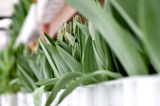 温室里的郁金香幼苗。小生意。春天的概念,园艺。妇女节和母亲节。图片下载