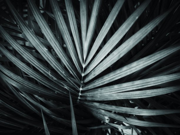 棕榈叶图片下载