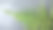 蕨类植物图片下载