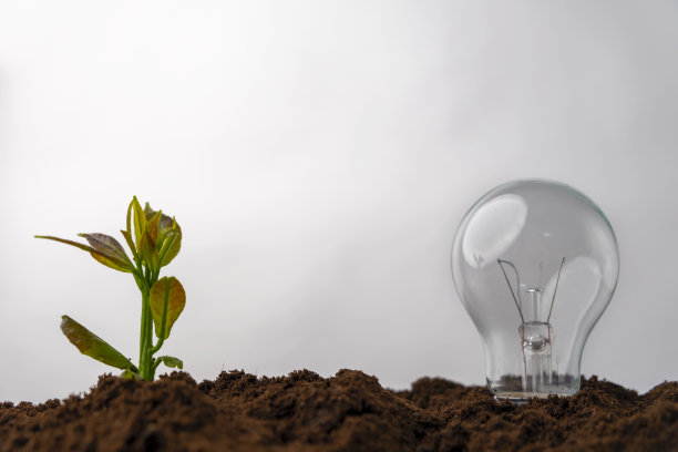 地上的植物和灯图片下载