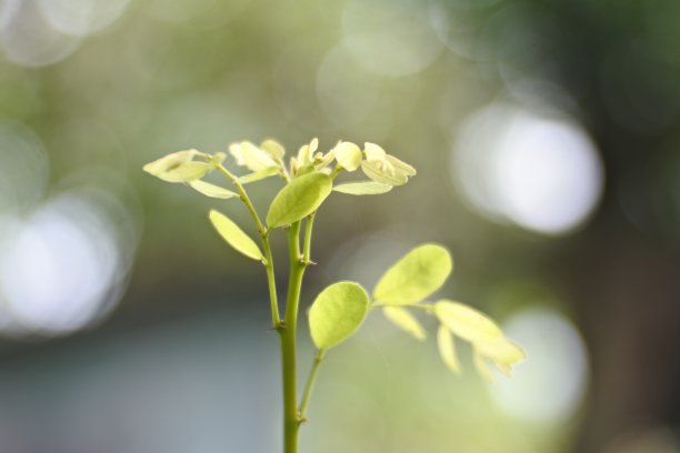野花闭合，宏观自然，背景图片下载