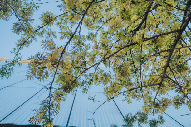 树木与建筑的倒影图片下载