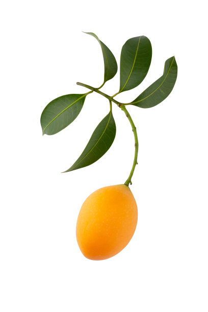 新鲜甜美的茉莉安李子，叶子孤立在白色背景上图片下载