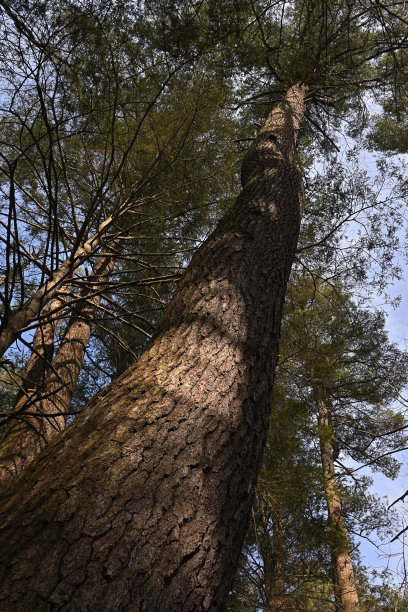 白松飙升图片下载