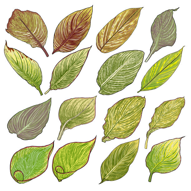 美人蕉水生植物叶集。命名为孟加拉虎，叶集黄绿条纹。植物的叶子。向量。图片下载