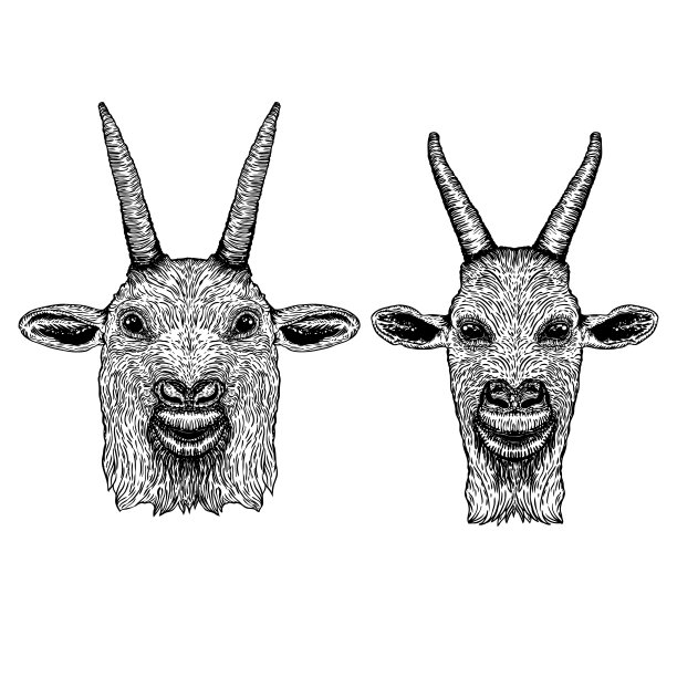 一套有趣的山羊，有角的农场动物的头。黑白素描。向量图片下载