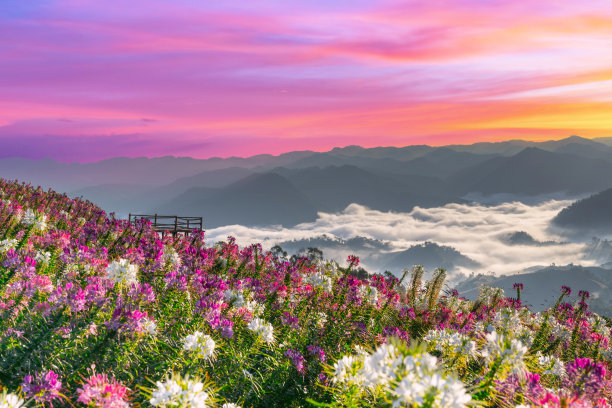 在泰国德省美索区观赏雾海和花园。图片下载