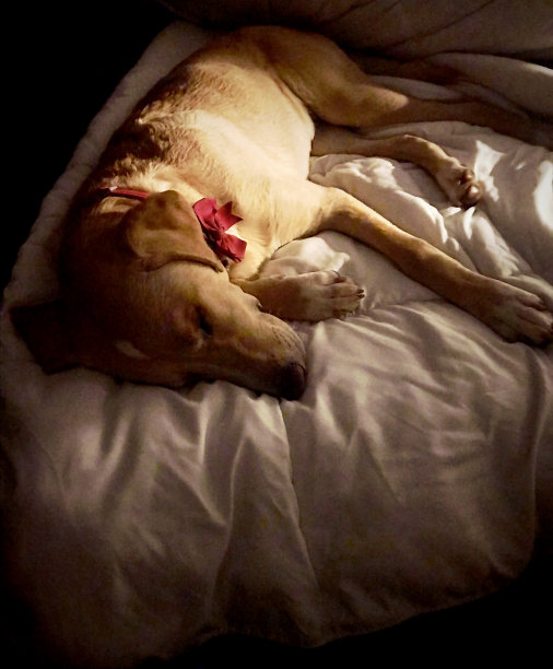 黄色拉布拉多寻回犬晚上混睡在暗室的床上图片下载
