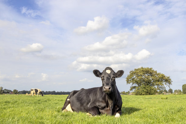 黑白相间的奶牛快乐地躺在高高的绿草地上，放松地躺在草地上，从前面看蓝天下。图片下载