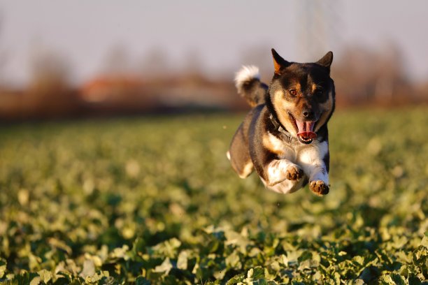 飞行狗在行动图片下载