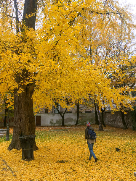 在斯洛文尼亚的卢布尔雅那公园里，一位老妇人散步，欣赏着秋色。图片下载