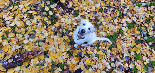 一只拉布拉多小狗坐在森林里的黄叶丛中。赭色的狗是快乐和美丽的。图片下载