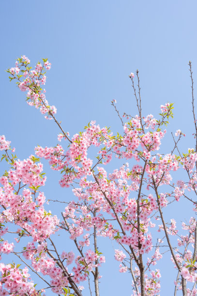 樱花图片下载