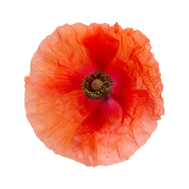 大加纳利岛的植物群- Papaver rhoeas图片下载