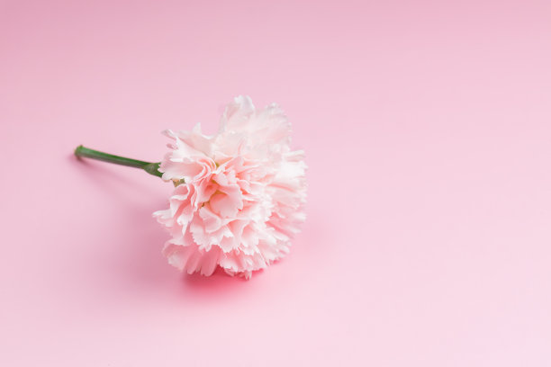 单瓣盛开的粉红色康乃馨花，粉红色背景。简约的设计。贺卡与复制空间图片下载