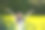 油菜花素材图片