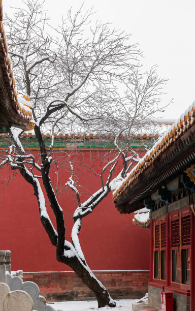 北京紫禁城的冬雪树图片下载