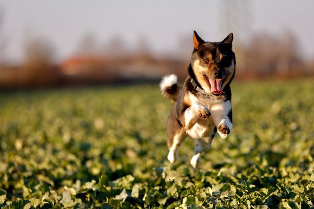 飞行狗在行动图片下载