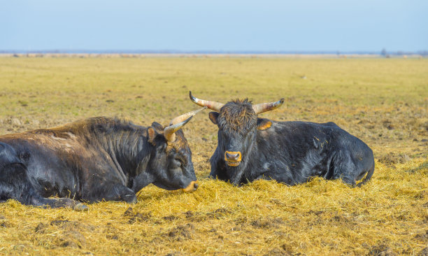冬天，在明亮的阳光下，在碧蓝的天空下，湖边的湿地上，一群牛在绿色的田野里图片下载
