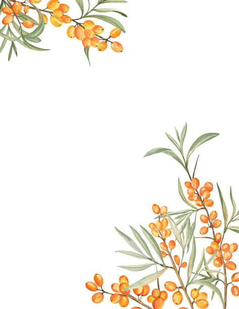 贺卡模板与水彩插图的沙棘图片下载