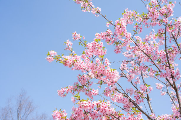 樱花图片下载