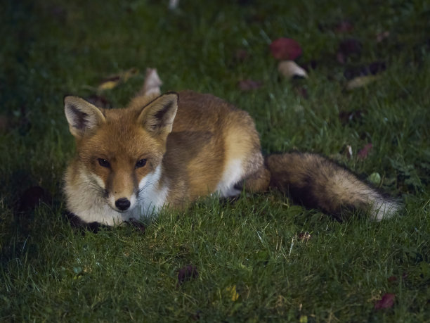 休息的红狐图片下载