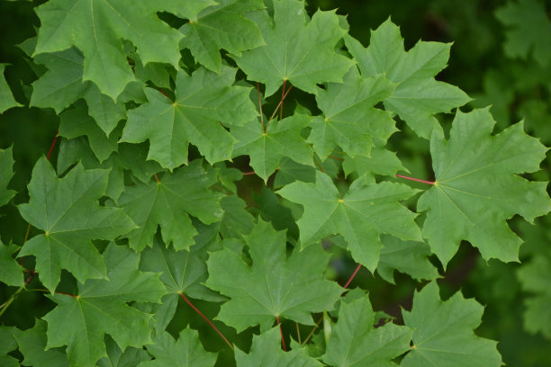 枫树的树叶。鲜绿的枫叶。有公园或森林的自然背景。图片下载