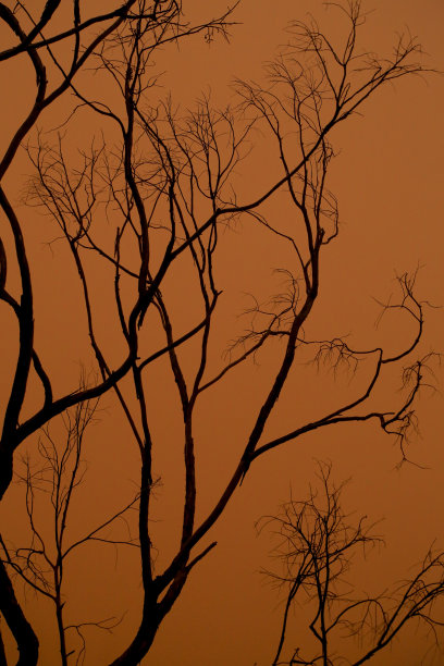 尘土飞扬的天空下干枯的树枝纹理图片下载