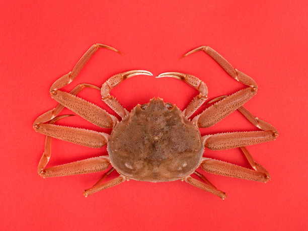 日本活雪蟹图片下载