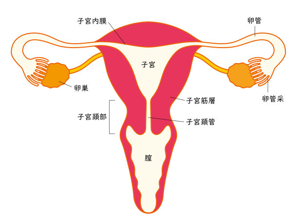 子宫和卵巢的医学图示，日文名称图片下载