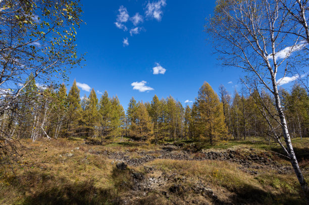 秋天的森林风景图片下载