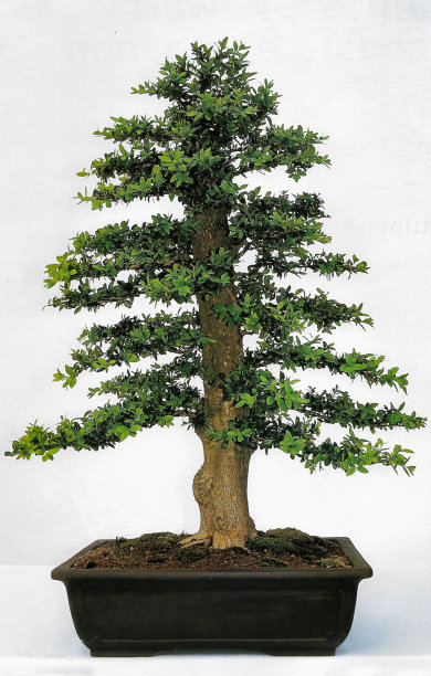 近距离形象的非正式直立(moyogi)风格的盆景树，盒子(Buxus sempervirens)盆景工作室拍摄，白色背景图片下载