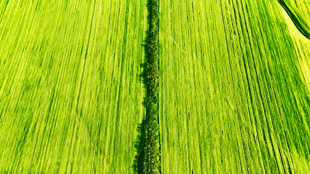 飞机视角的油菜田图片下载