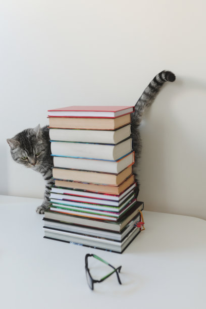 有趣的灰色家猫坐在桌子上的书，孤立的白色。家庭教育与学习观念。图片下载