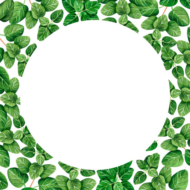 牛至。方形框架。水彩的插图。孤立在一个白色的背景。为设计。图片下载