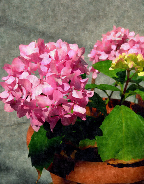 绣球花壁纸图片下载