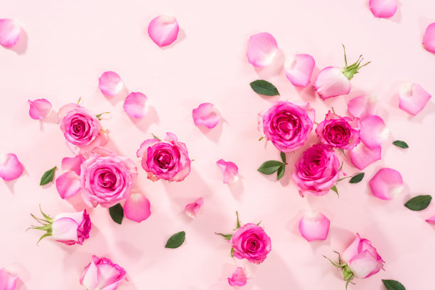 粉色的玫瑰图片下载