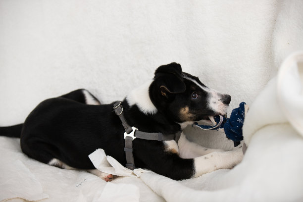 近距离的照片，一个可爱的小宠物狗玩玩具摆姿势在白色的背景，家庭宠物概念。图片下载