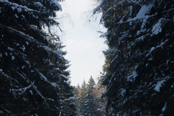 美丽的冬季冰雪覆盖云杉林图片下载