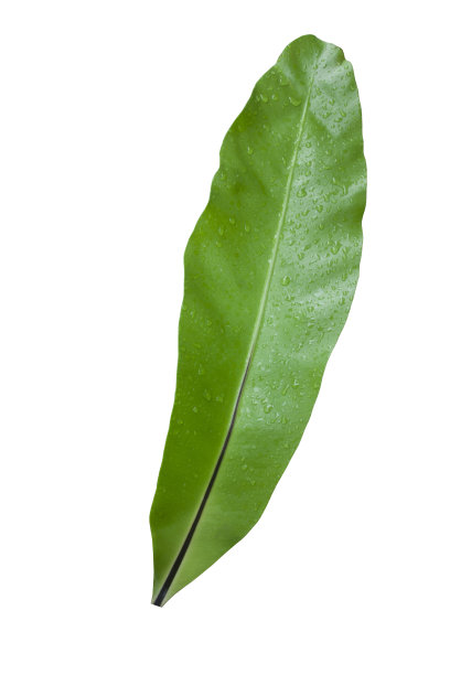 燕窝蕨类叶与滴孤立在白色背景包括剪枝路径。图片下载