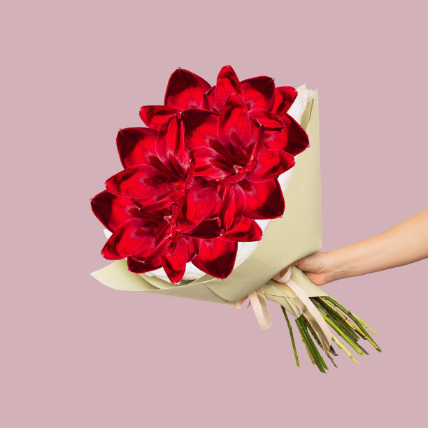 一束红色的花，在一个时尚的节日包装在一个女性的手孤立的颜色背景图片下载