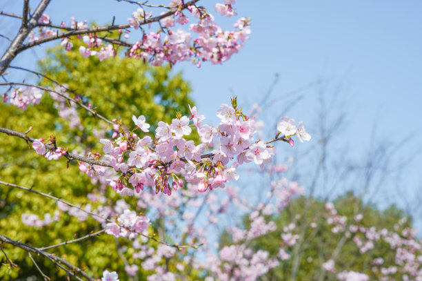 樱花图片下载