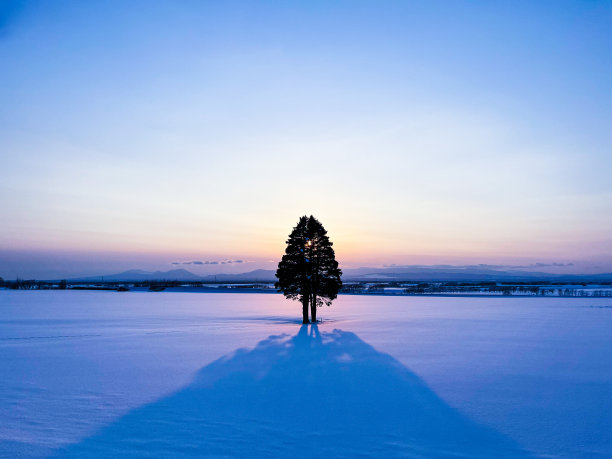 夕阳下的一棵树图片下载