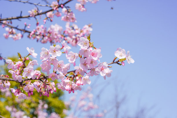 樱花图片下载