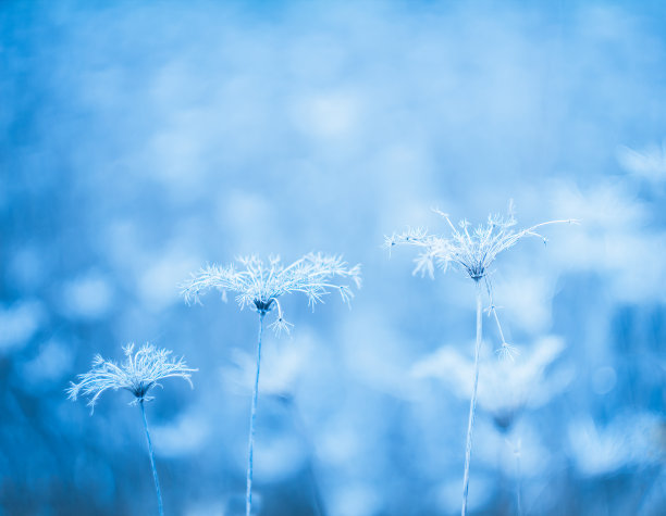 干燥的千叶蓍草，蓍草草本植物死亡与模糊的背景。冻结蓝色色调的照片图片下载