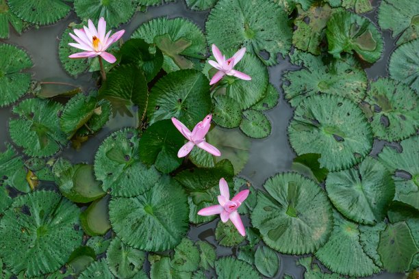 一群群粉红色的荷花或睡莲在池塘上盛开，高角度观赏图片下载