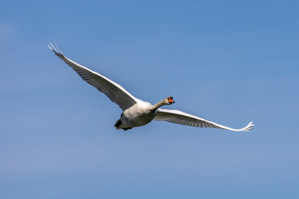 在德国慕尼黑的英国花园中，一只疣鼻天鹅飞过湖面图片下载